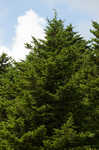 Red spruce